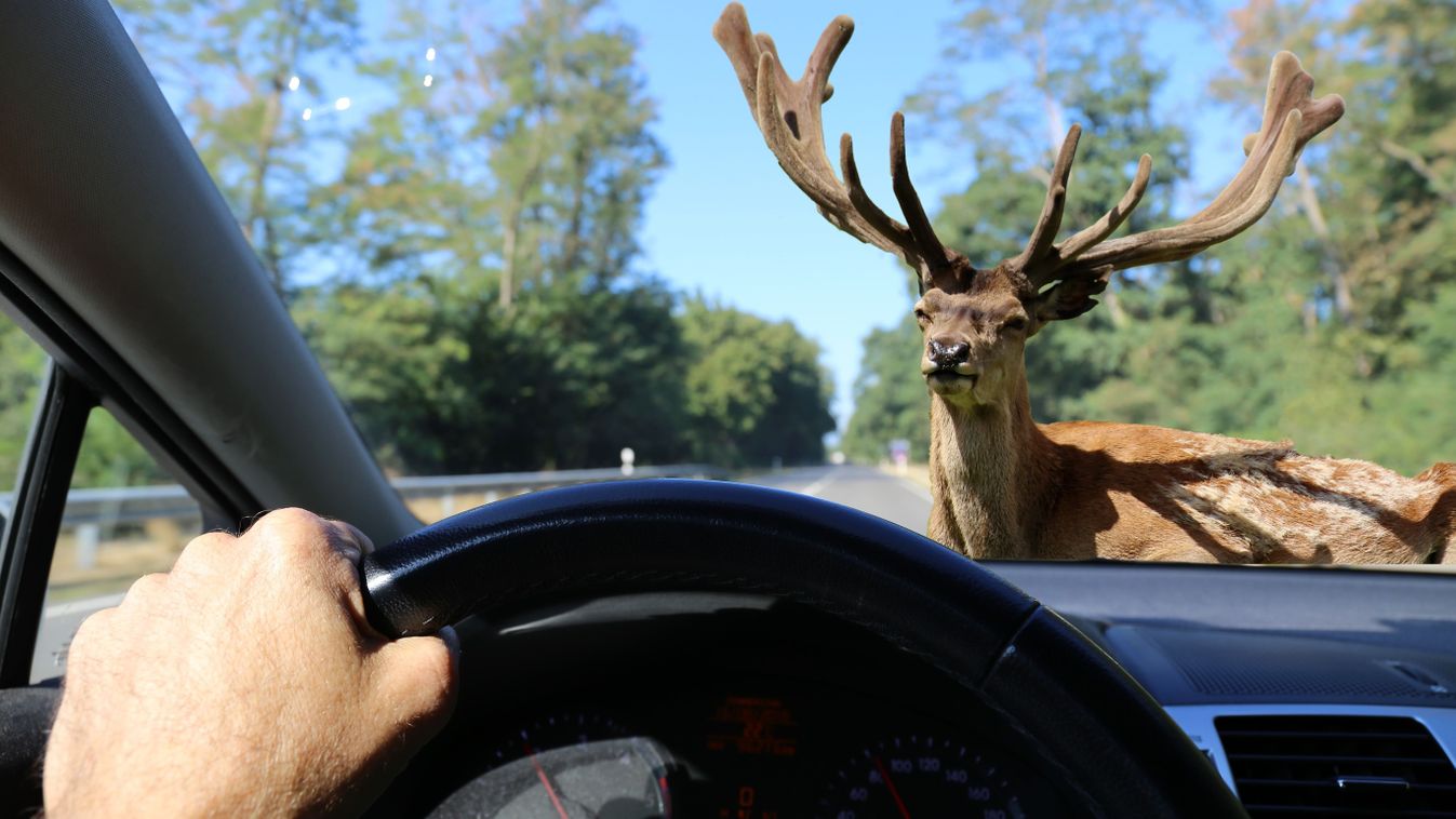 Vadkár esetén nem árt képben lenni Forrás: Shutterstock