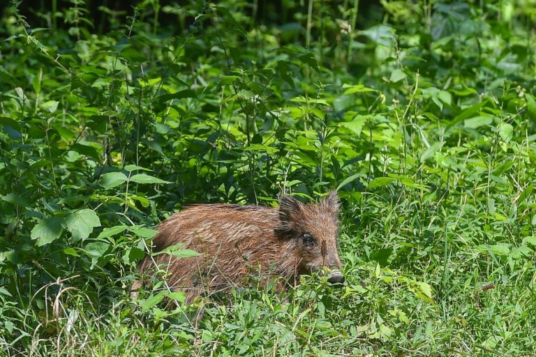 Vadmalac dézsmálja az almát a Balatonnál Fotóillusztráció: Makovics Kornél/MW