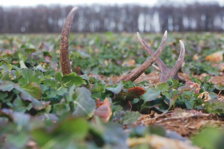 A gímszarvasok elhullajtott agancsának gyűjtése illegális Forrás: Cseh Gábor/Vaol.hu