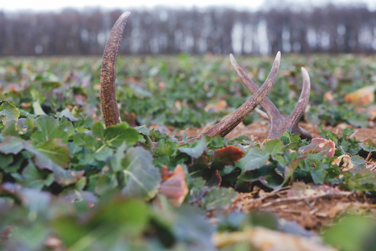 A gímszarvasok elhullajtott agancsának gyűjtése illegális Forrás: Cseh Gábor/Vaol.hu
