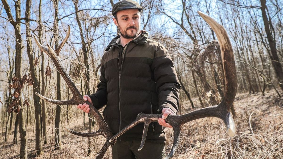 Az agancsgyűjtők mindent bevetnek, hogy minél több értékhez juthassanak. Forrás: haon.hu