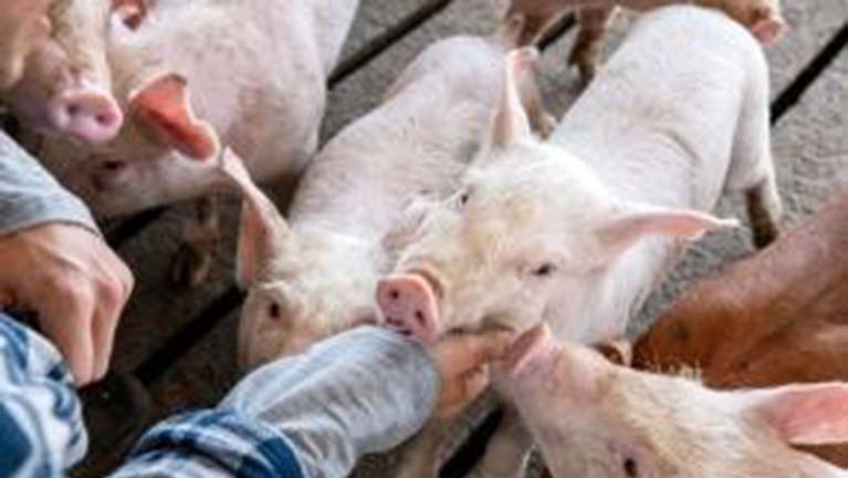 Az állattenyésztés visszanyeri rangját