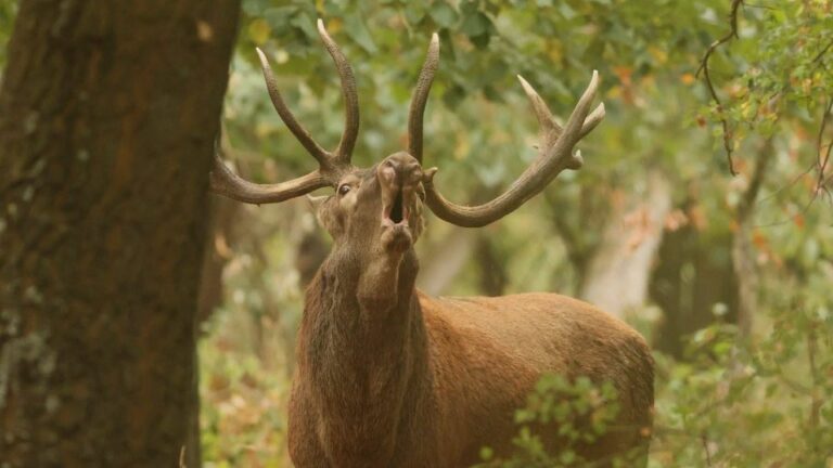 Fotó: Szigeti Edit/Sefag Zrt.