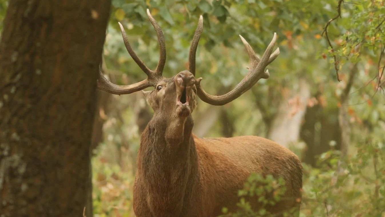 Fotó: Szigeti Edit/Sefag Zrt.