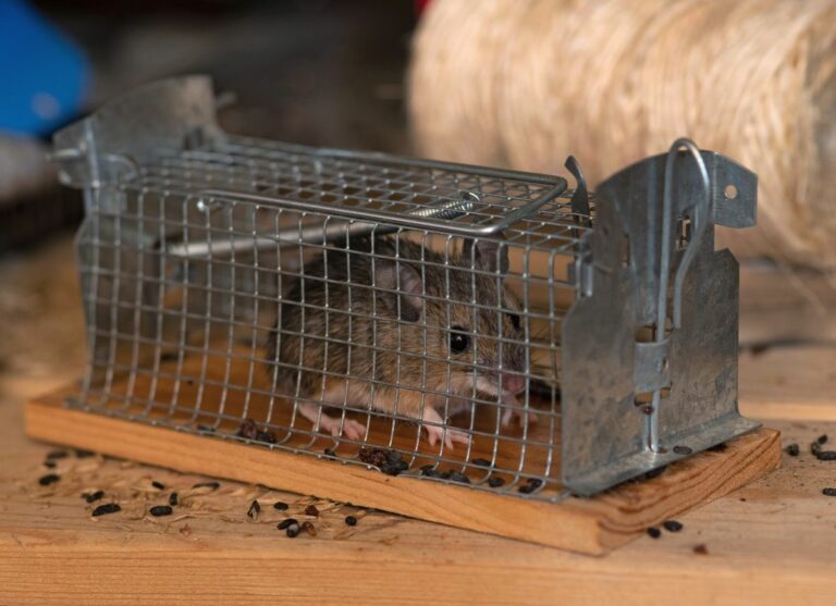 Egérirtás házilag, természetes módszerek a rágcsálók ellen