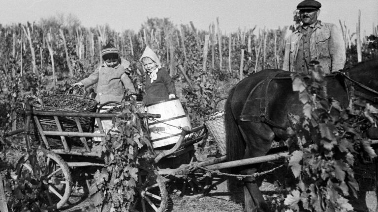 Szüret Felnémeten 1949-ben Forrás: Kern család/Fortepan