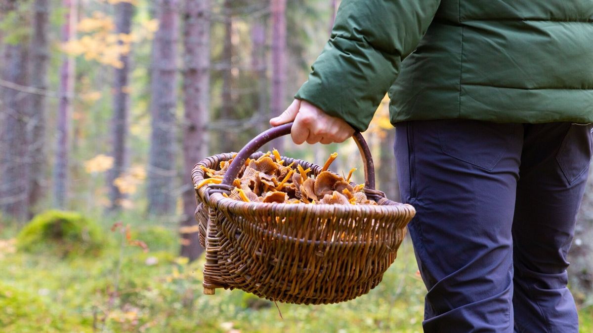 Az őszi gombaszezonban egy kis szerencsével még vargányát is találhatunk Tolna erdeiben Forrás: turistamagazin.hu