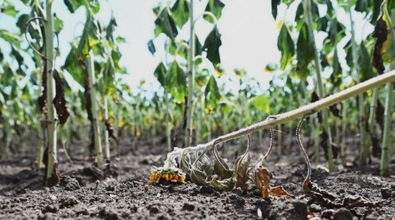 De talán még ennél is riasztóbb tünet, hogy a talaj mélyebb rétegeiben gyökerező gyümölcsfák termése is elfonnyadt, lepotyogott.