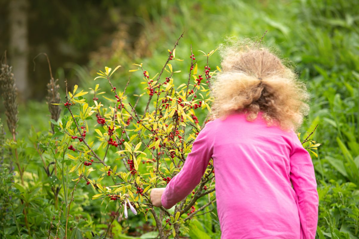 Különösen figyelni kell arra, hogy a gyerekek ne kerüljenek a mérgező növények közelébe. Fotó: FotoHelin / Forrás: Shutterstock