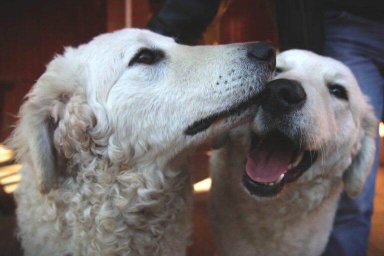 Nagy bajban a kuvasz kutyafajta Fotó: Havran Zoltán (HZ) Magyar Nemzet