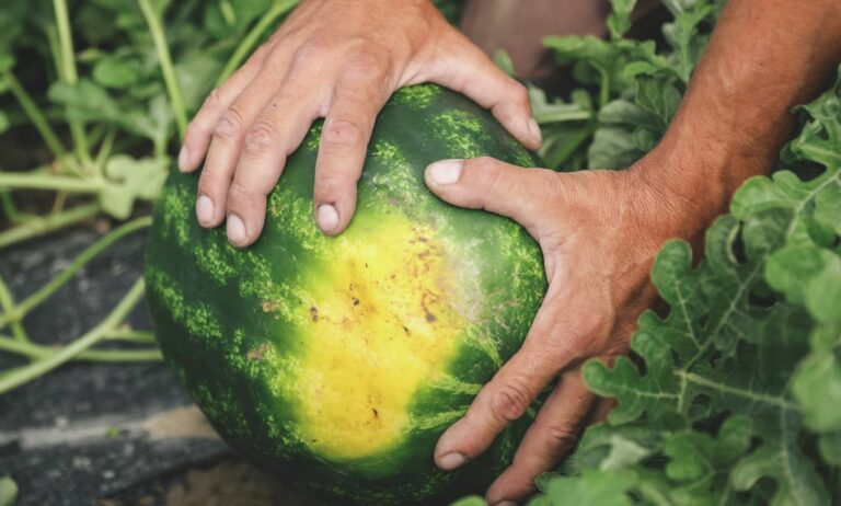 Lőrinc belepisil a dinnyébe, tartja a közmondás. A valóságban akár a hónap végéig is lehet jó magyar dinnyét kapni, hosszú tenyészidejű fajtát és ép héjú gyümölcsöst érdemes választani. Forrás: Molcsányi Máté/Kisalföld