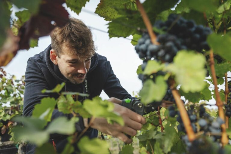 Szüret idején nem hiányzik a gyümölcs mellől a muslica sem Forrás: Huszár Márk/heol.hu