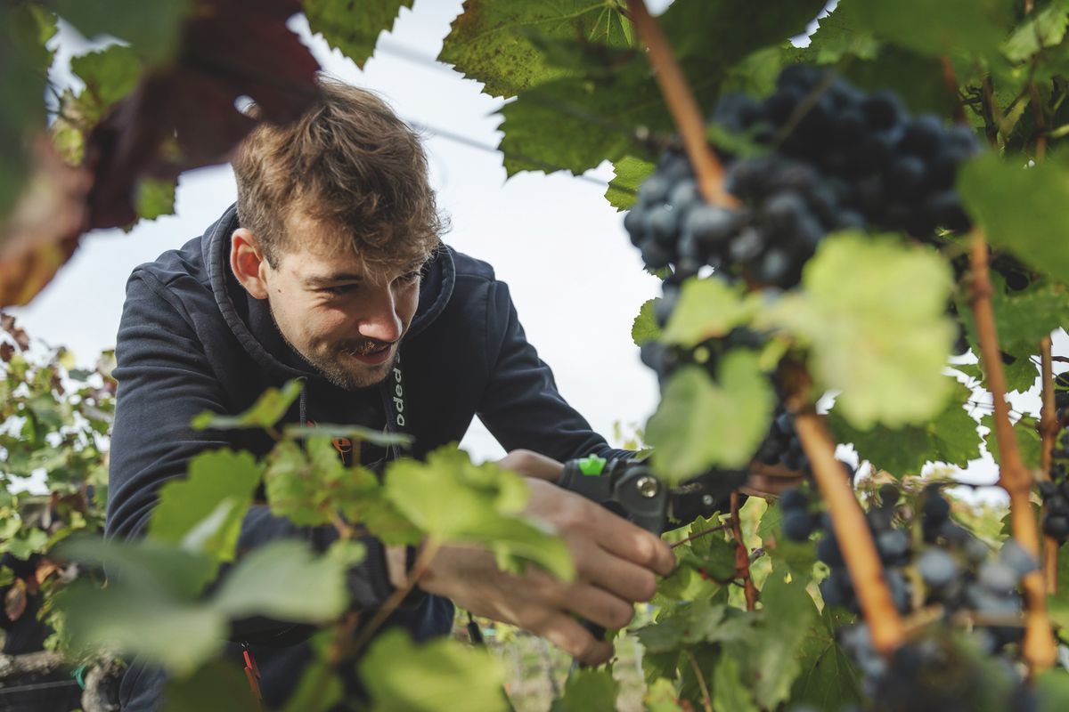 Szüret idején nem hiányzik a gyümölcs mellől a muslica sem Forrás: Huszár Márk/heol.hu