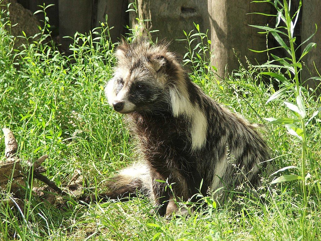 "A nyestkutya egyetemi tudományos vizsgálata folyamatban van."
