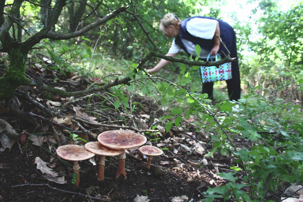 Az erdőben szedett gombákat mindenképpen vizsgáltassuk meg gombaszakértővel, de figyeljünk az eladási szabályokra is Forrás: Szabad Föld