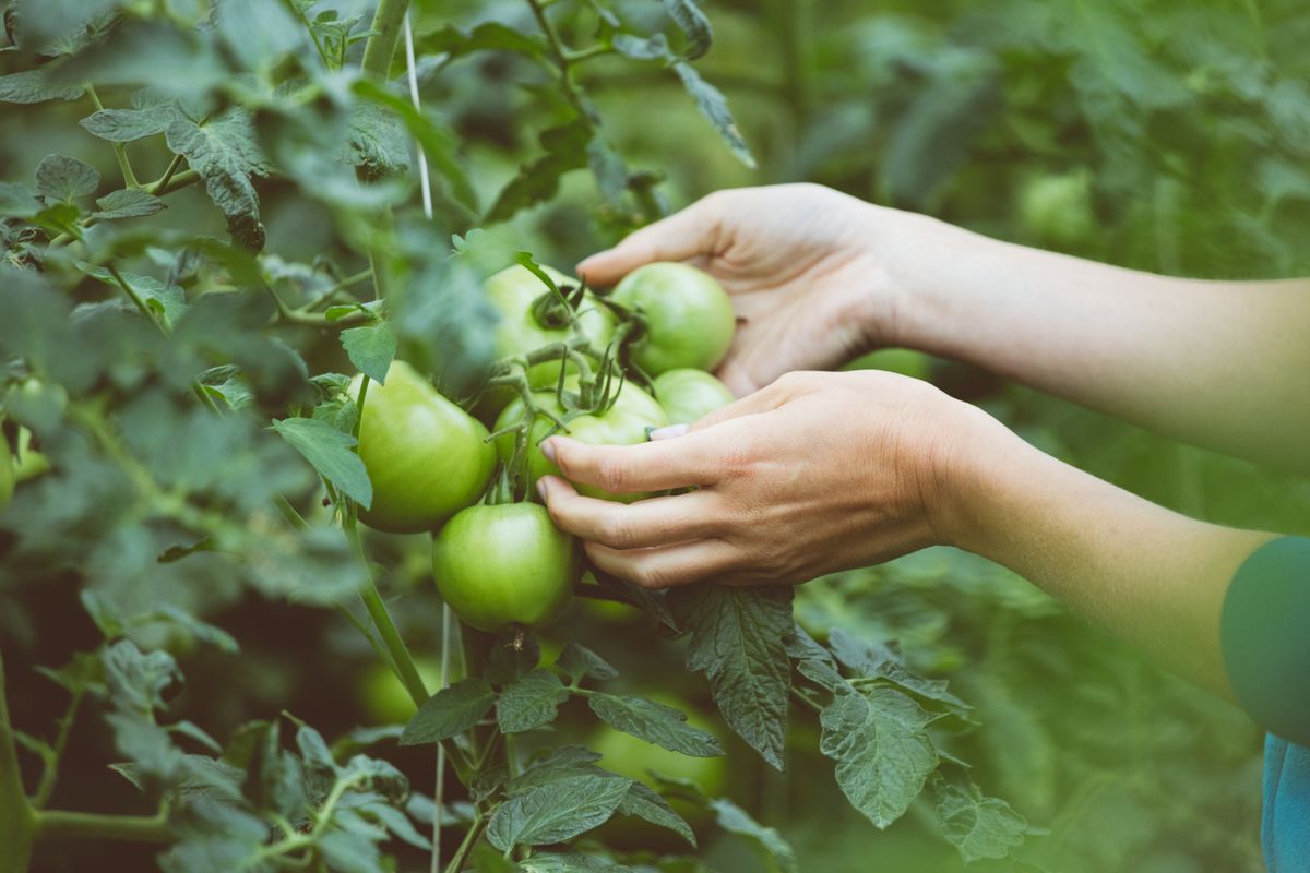 Mit tehetünk a zöld paradicsommal? Forrás: Shutterstock