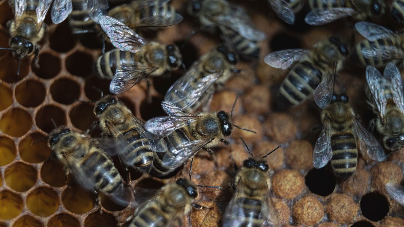 A méhek munkája, a megporzás létkérdés az emberek számára. Fotó: MW