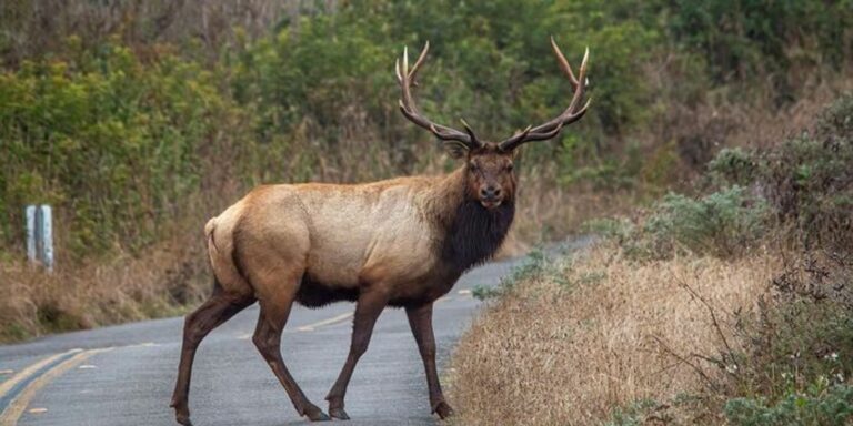 "Rudolf, a patakba szorult szarvas ma már jó helyen van..."