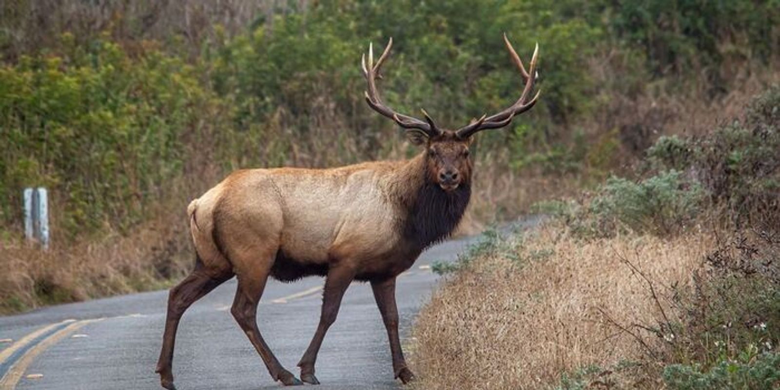 "Rudolf, a patakba szorult szarvas ma már jó helyen van..."