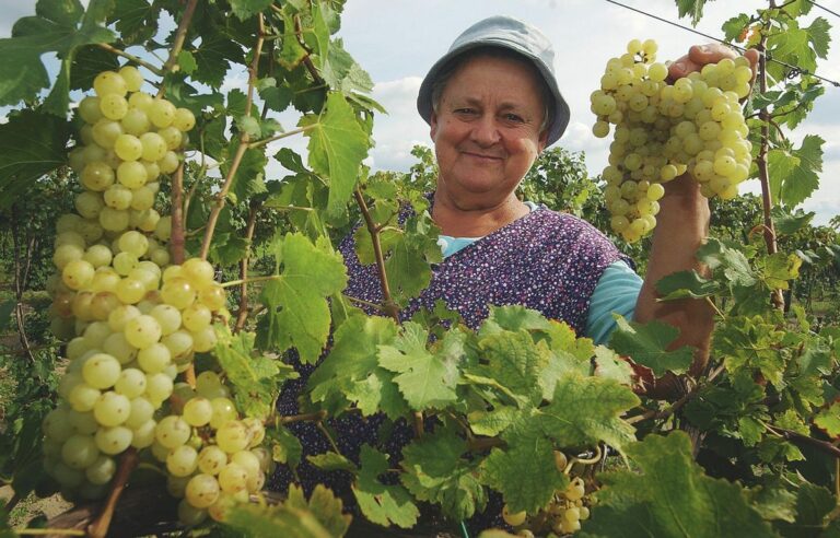 Itt a szüret. A szőlő nem csak jó bor alap, a gyümölcs fogyasztásának rendkívül jó élettani hatásai vannak Forrás: Ujvári Sándor
