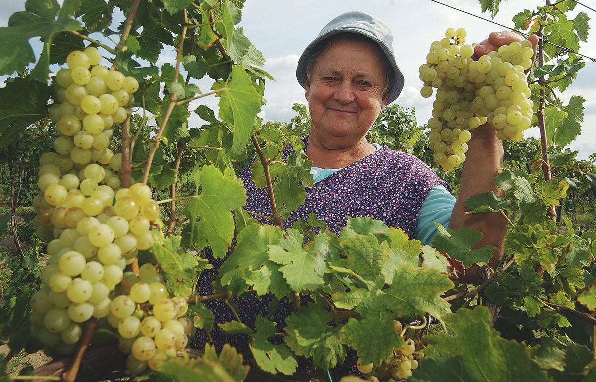 Itt a szüret. A szőlő nem csak jó bor alap, a gyümölcs fogyasztásának rendkívül jó élettani hatásai vannak Forrás: Ujvári Sándor
