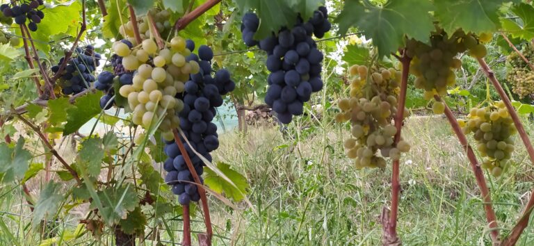 – A mostani számítások szerint olyan hatvan és nyolcvan mázsa hektáronkénti termésátlaggal számolhatunk