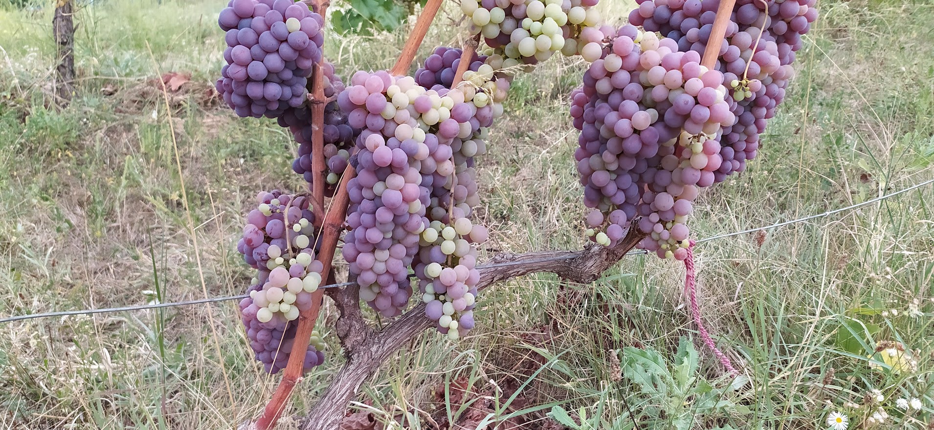 Szüretelőt alig találni, mi lesz így a szőlővel?