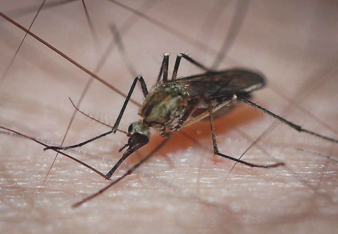 A nyugat-nílusi láz szúnyogcsípéssel terjed Fotó: Szendi Péter / Vas Népe
