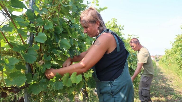A szüretelők bére kedvező Forrás: MW