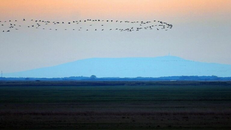 A madárvonulás sokszor látványos, de a kis testű madarak inkább megbújnak út közben Forrás: Oláh Tibor/MTI