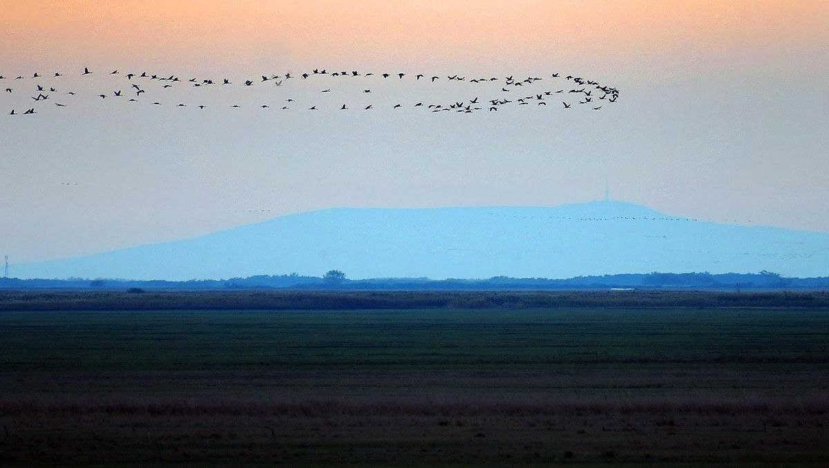 A madárvonulás sokszor látványos, de a kis testű madarak inkább megbújnak út közben Forrás: Oláh Tibor/MTI