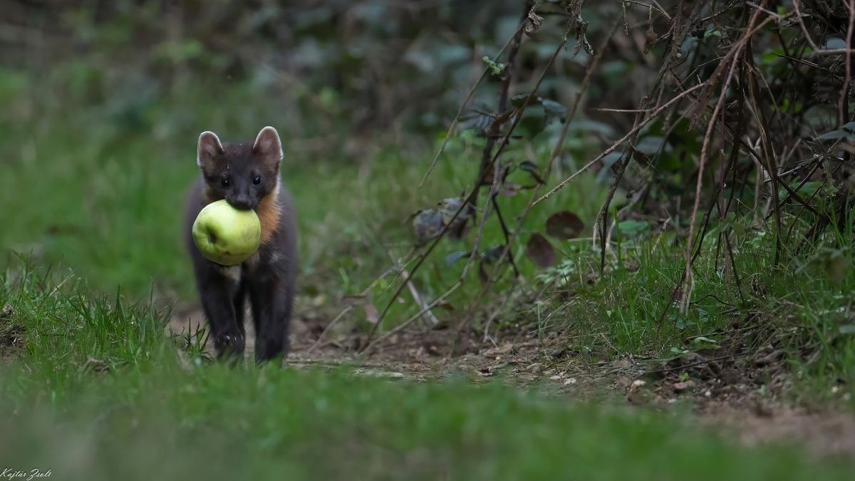 Az Almatolvaj - Kajtár Zsolt fotója - nyerte tavaly a pályázatot Forrás: MVM Mátra Energia Zrt. / Facebook