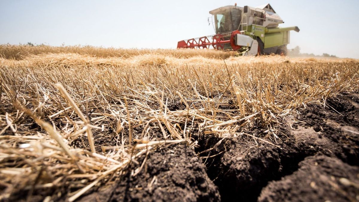 Nehéz helyzetben a mezőgazdaság. Aszály és vihar is pusztított a földeken Forrás: MW-archív