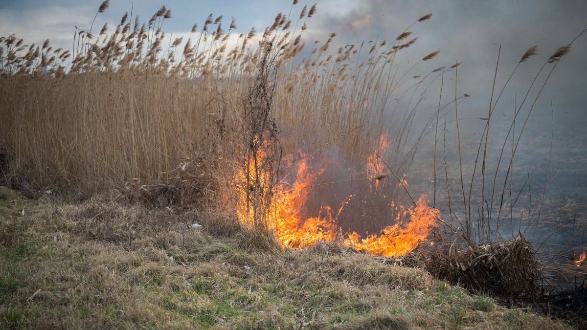 Avartűz: Két hektár lángol Szeged határában. Fotó: Tóth Imre