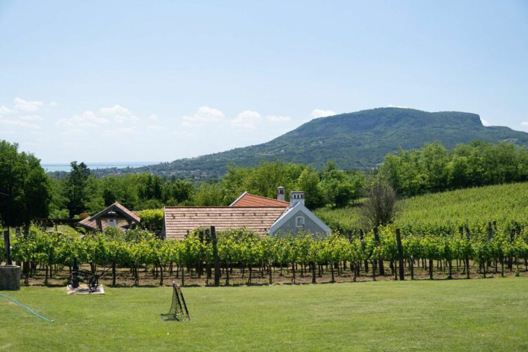 A Badacsony szőlőinek megőrzése kiemelt fontosságú a helyi közösség és gazdaság számára Forrás: VáliBor - Váli Péter Borászata Badacsonyörs/Facebook