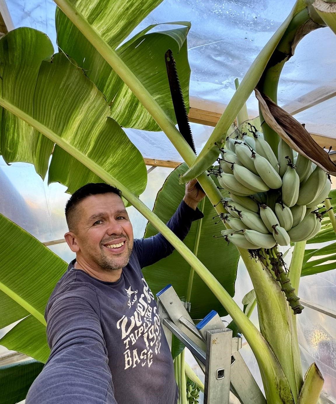 Banán termesztése Siófokon – Magyar Bálint kék banánjai már lassan beérnek Forrás: Facebook/Pálma és banánkert Siófok