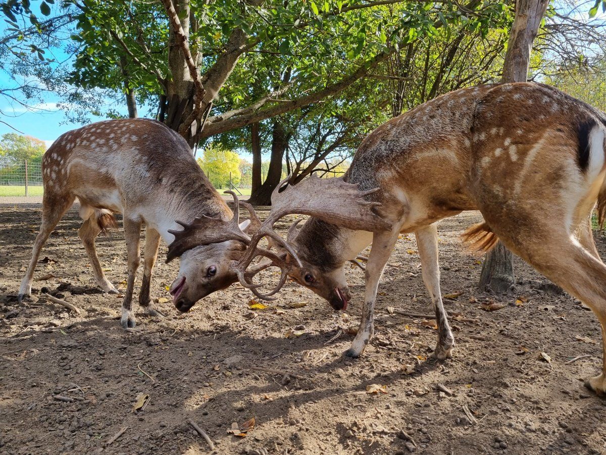 Itt van az ősz, a barcogásról, a dámszarvasok társas életéről többet is megtudhatsz. Fotó: Urbancsok Éva