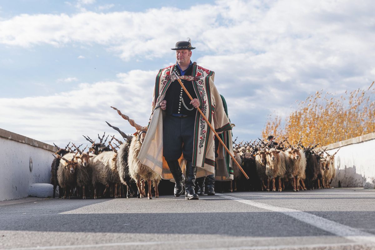 A rackajuhok vonulása indította el a behajtási ünnepet Fotó: Vida Márton Péter