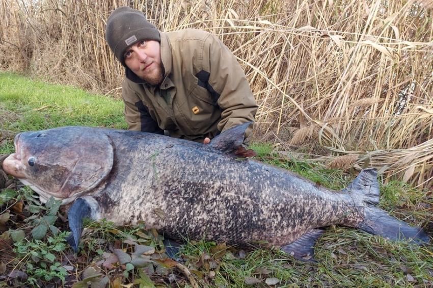 A pettyes busa ilyen hatalmasra is megnőhet. A fotó illusztráció Forrás: pecaverzum.hu
