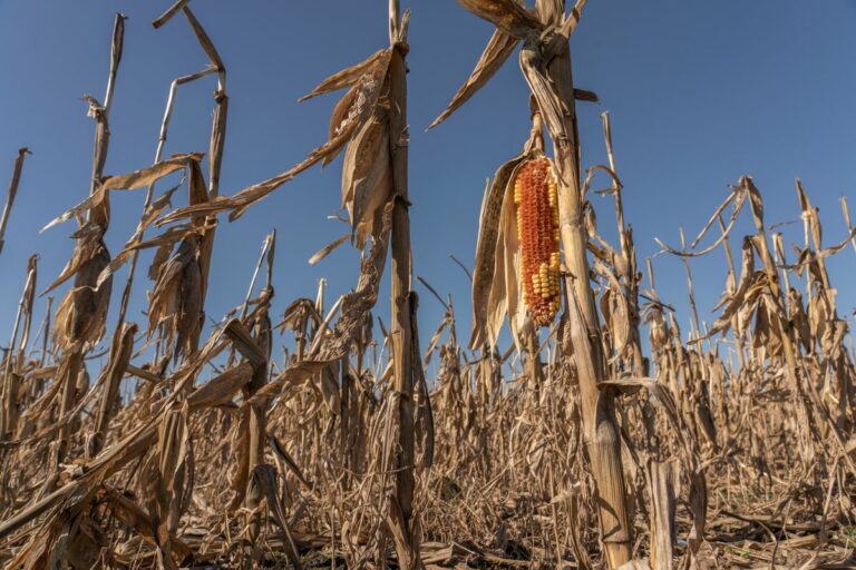 500 tonna kukorica eladásával verték át az áldozatot, 22 milliót csaltak ki tőle. Illusztráció: Shutterstock