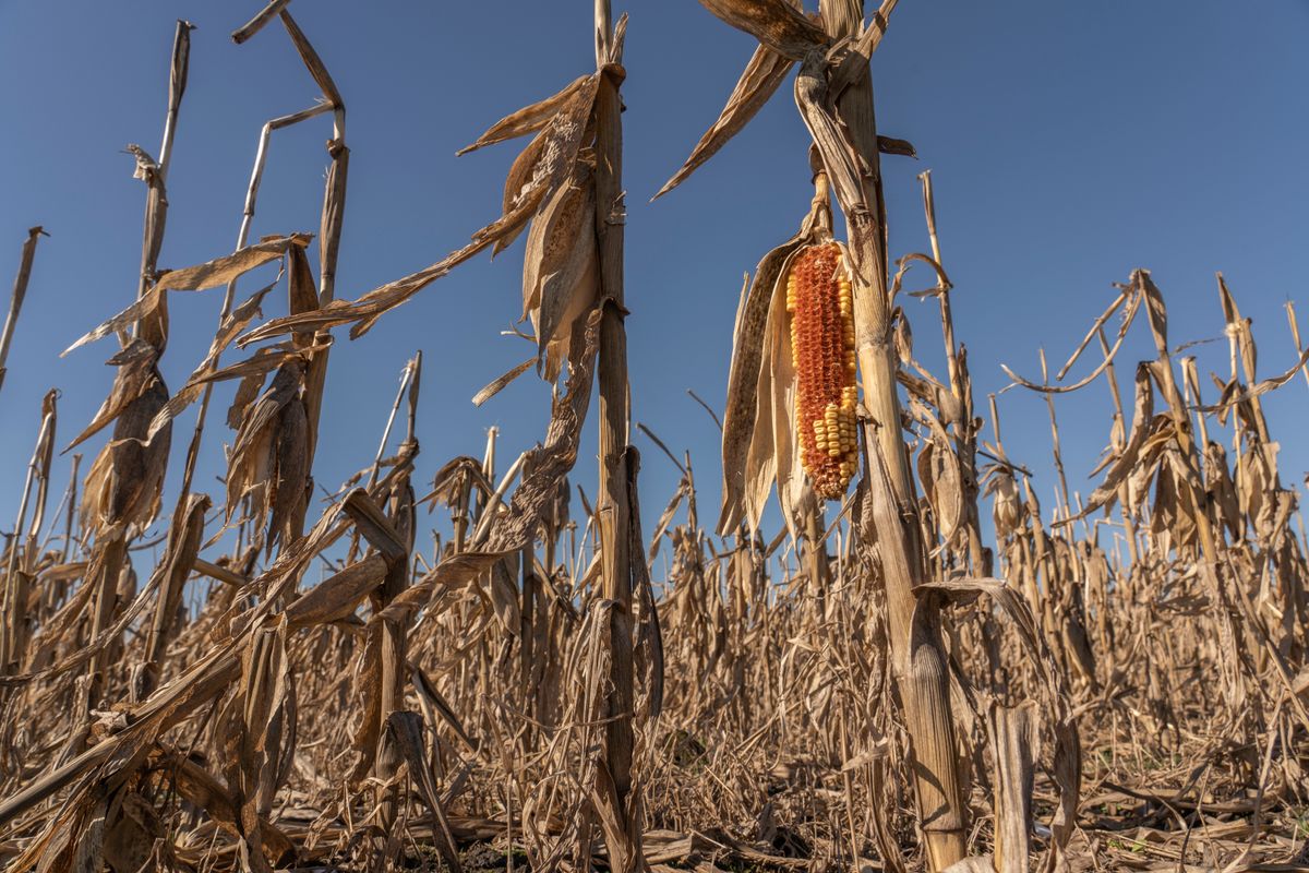 500 tonna kukorica eladásával verték át az áldozatot, 22 milliót csaltak ki tőle. Illusztráció: Shutterstock