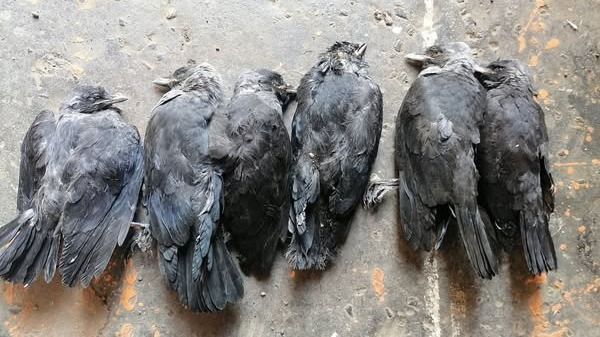 A csókapusztulás Gyöngyösön nem mérgezés miatt történt Forrás: Zsupos Vivien