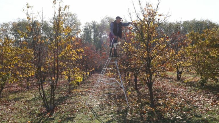 Minden évben népszerű esemény a Bodai Datolyaszilva Szüret. Forrás: MW Fotó: Löffler Péter