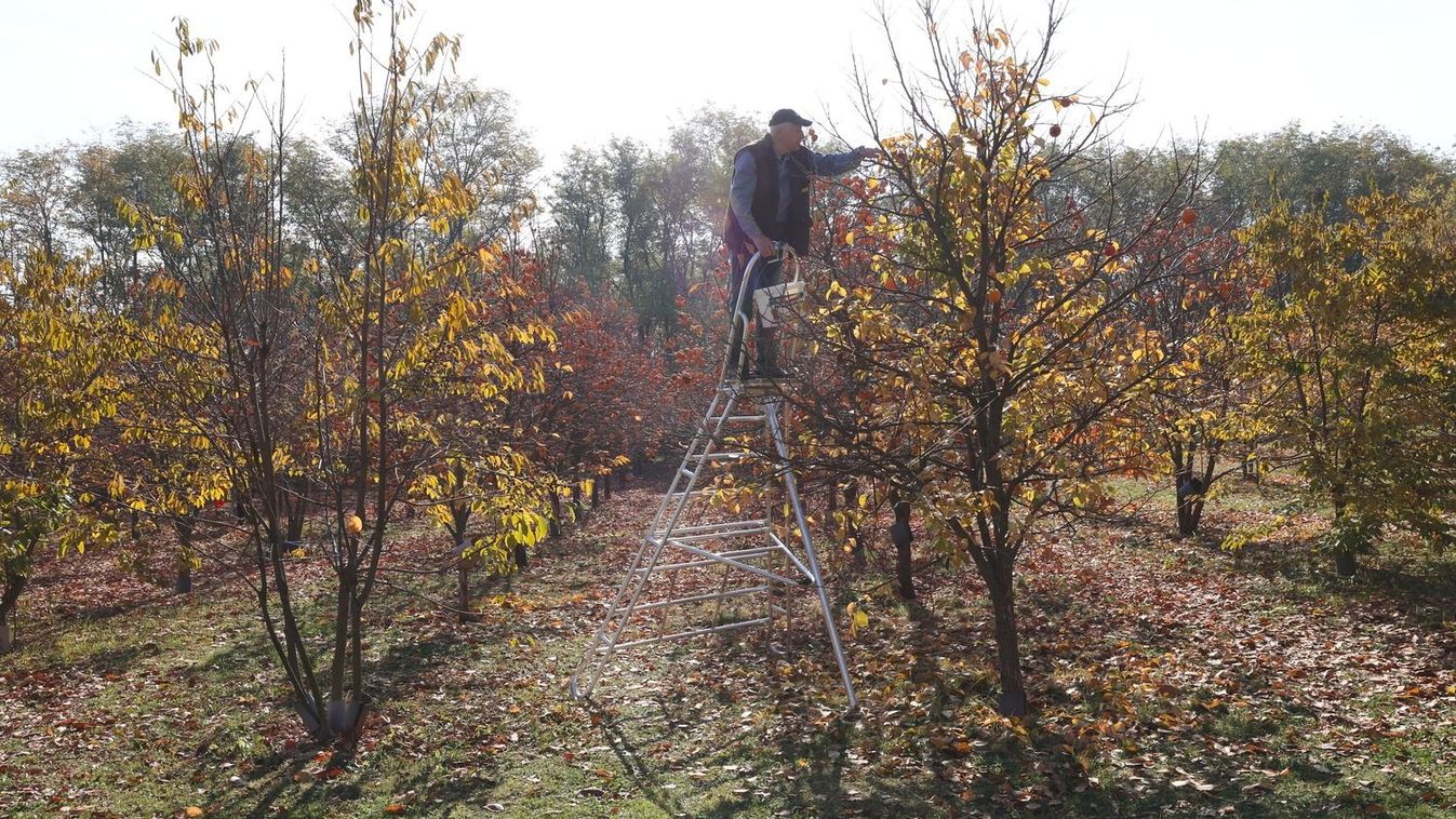 Minden évben népszerű esemény a Bodai Datolyaszilva Szüret. Forrás: MW Fotó: Löffler Péter