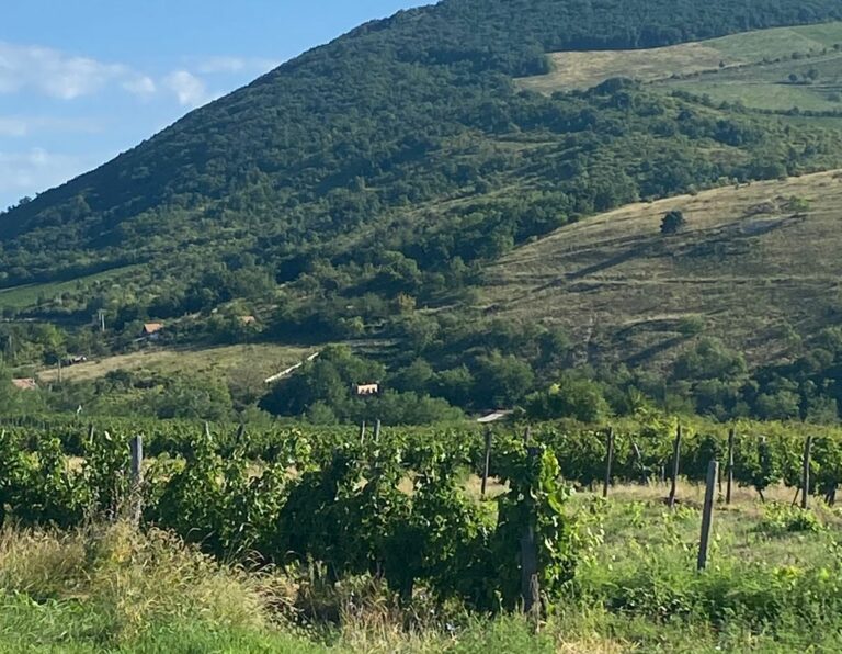 A szőlő aranyszínű sárgaság megjelent Eger határában is Forrás: heol.hu