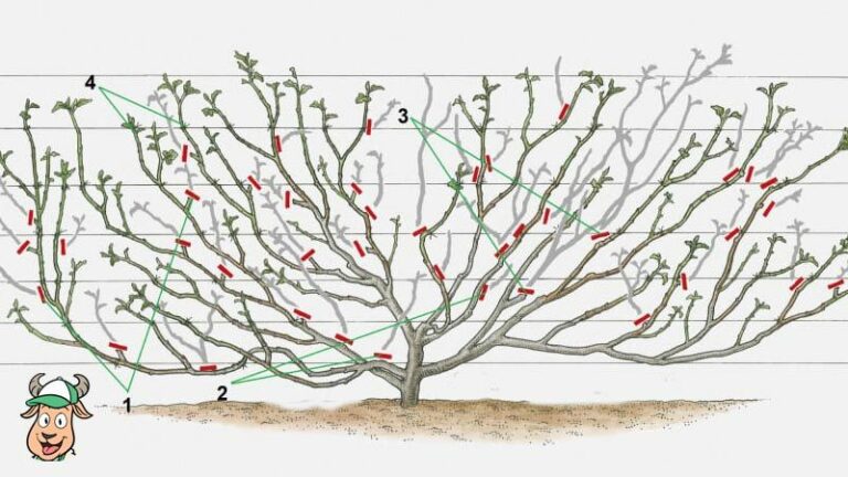 A füge metszésének ábrája Forrás: profibarkacs.hu