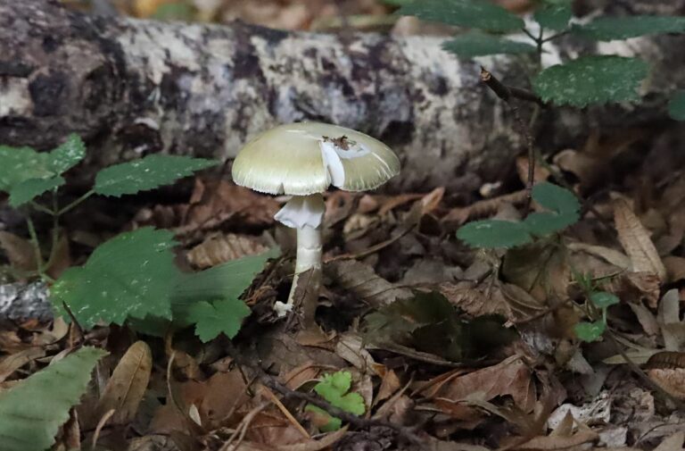 Mérgező gombák közül a gyilkos galóca legveszélyesebb. A zalaegerszegi piacra ez idáig csak egyet vittek, amiből egy is sok Györök Anita gombaszakellenőr véleménye szerint, mert még mindig nem ismerik fel az emberek. Fotó: Antal Lívia / Zalai Hírlap