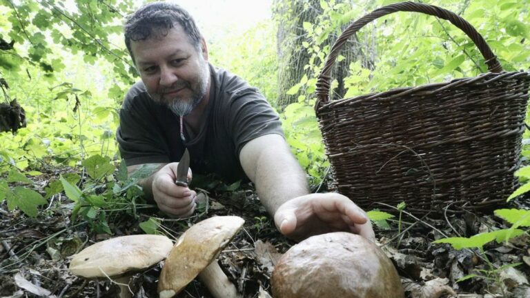 Gombagyűjtés – nem mindegy mit szedünk le, ráadásul komoly bírságot is kockáztatunk Fotó: Mediaworks