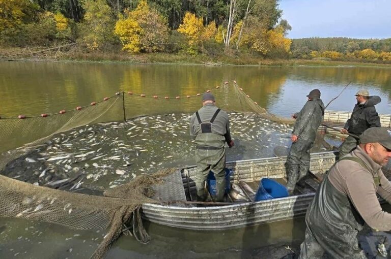 Halmentés a Gói-tói Holt-Tiszán Forrás: pecaverzum.hu