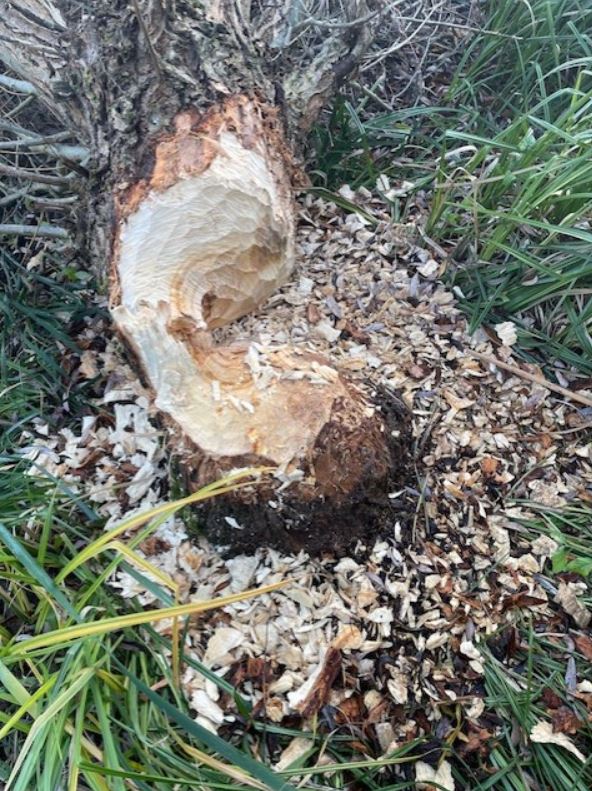 A hód úgy megrágcsálta a víztározónál álló egyik fát, hogy az kidőlt. Forrás: Lénárt Lajos